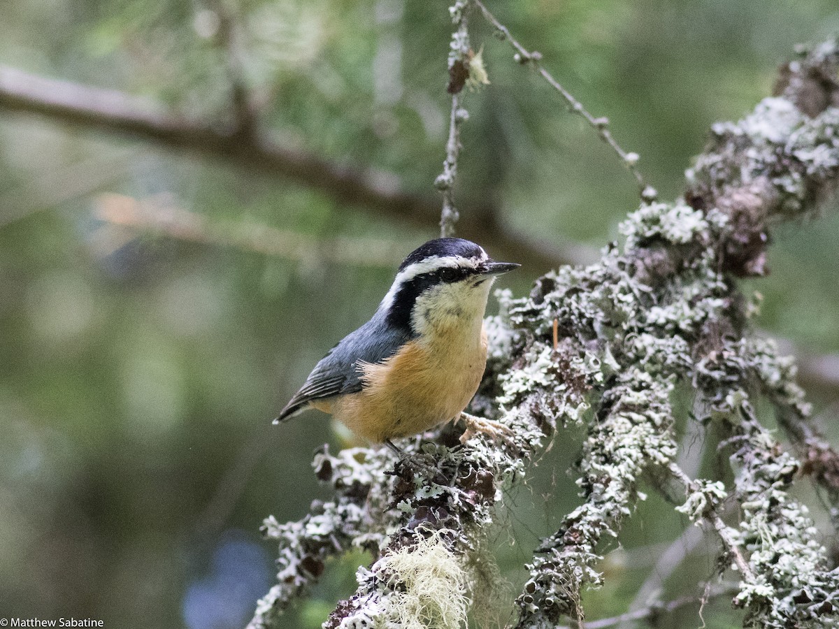 Red-breasted Nuthatch - matthew sabatine