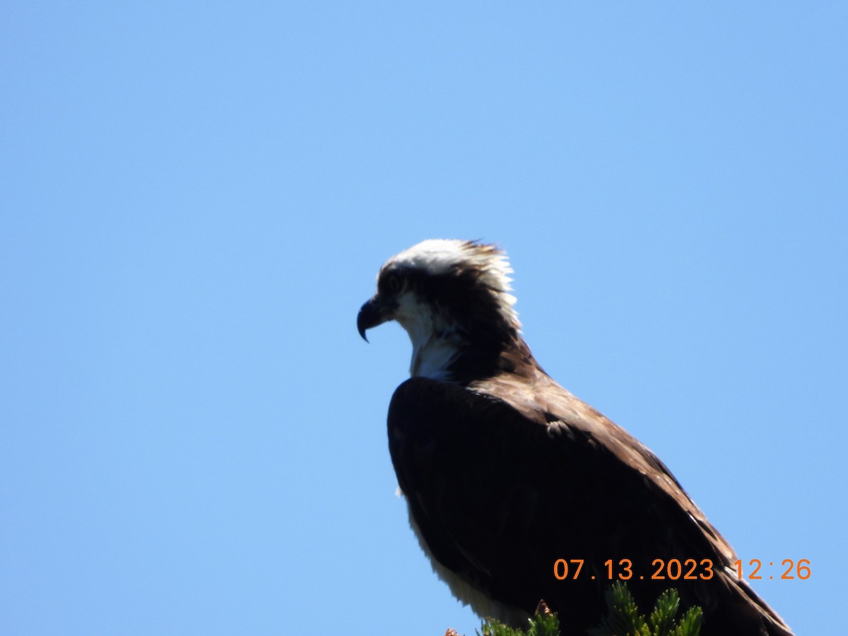 Águila Pescadora - ML593816461