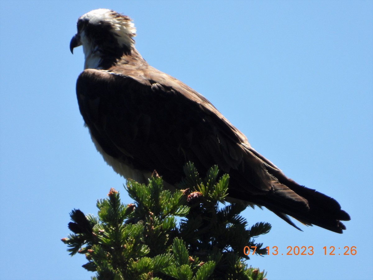 Águila Pescadora - ML593816471