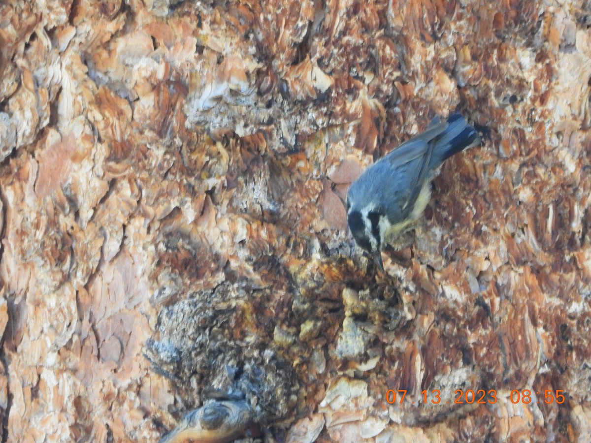 Red-breasted Nuthatch - Corey Jensen