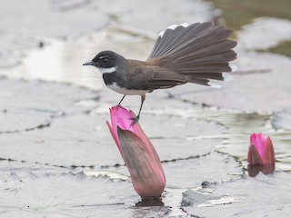  - Malaysian Pied-Fantail