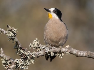  - White-fronted Woodpecker