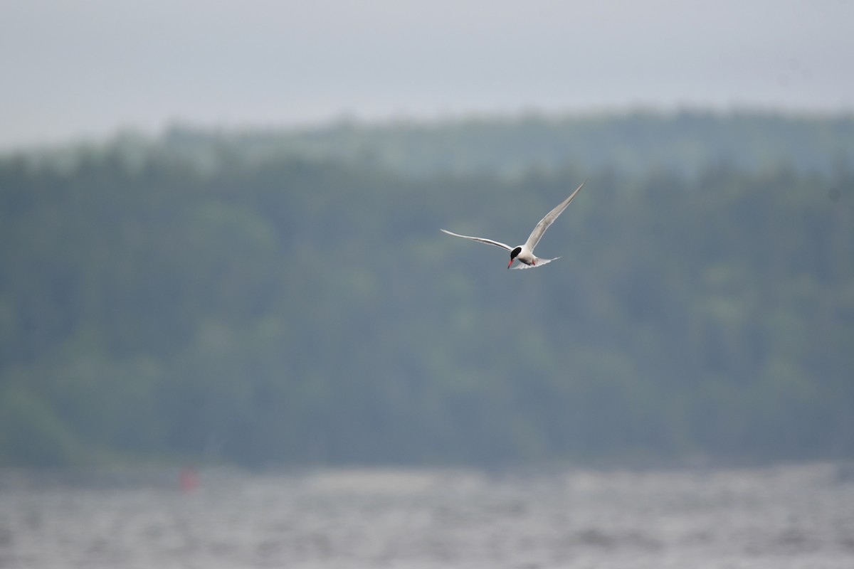 Common Tern - Chaiby Leiman