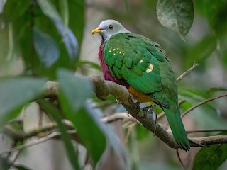  - Wompoo Fruit-Dove