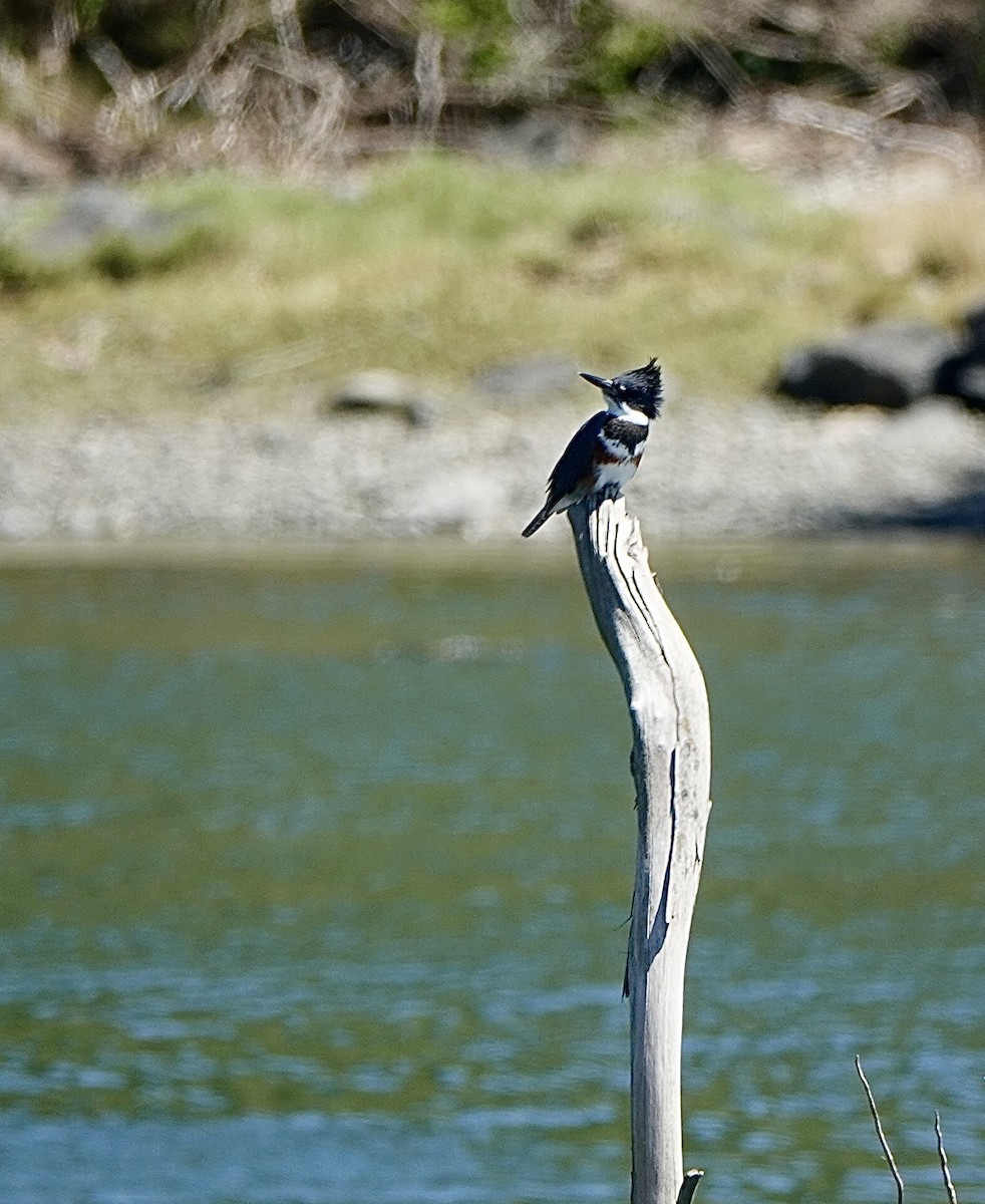 Belted Kingfisher - ML593820271
