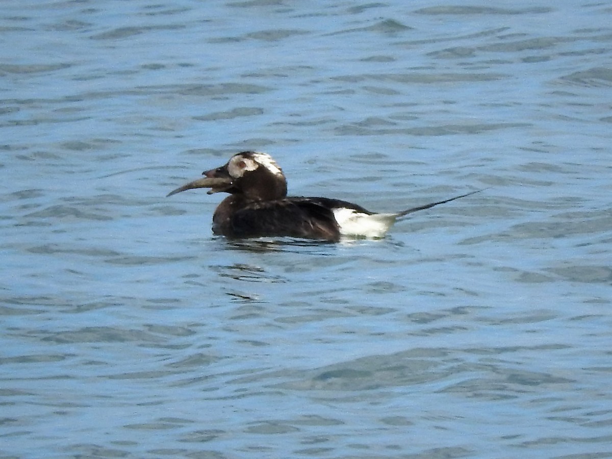 Long-tailed Duck - ML593821261