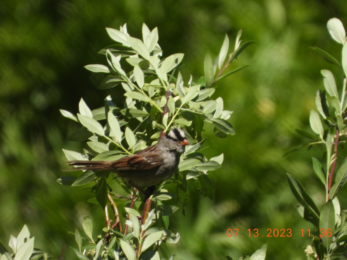 White-crowned Sparrow - ML593826791