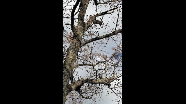 White Woodpecker - ML593827421