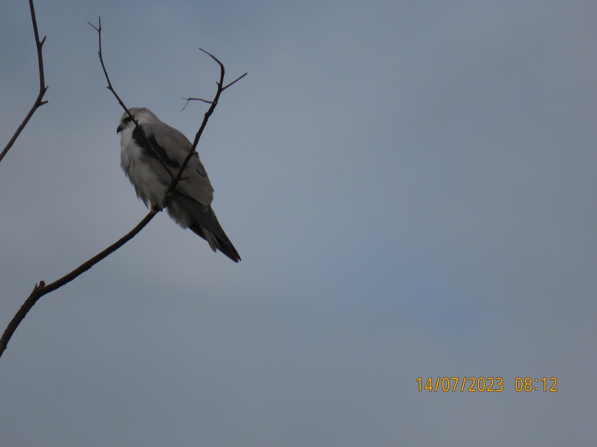 Black-shouldered Kite - Kenny Spottit