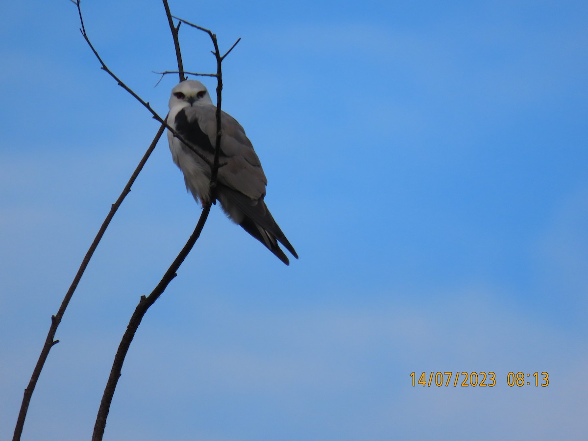 Black-shouldered Kite - Kenny Spottit