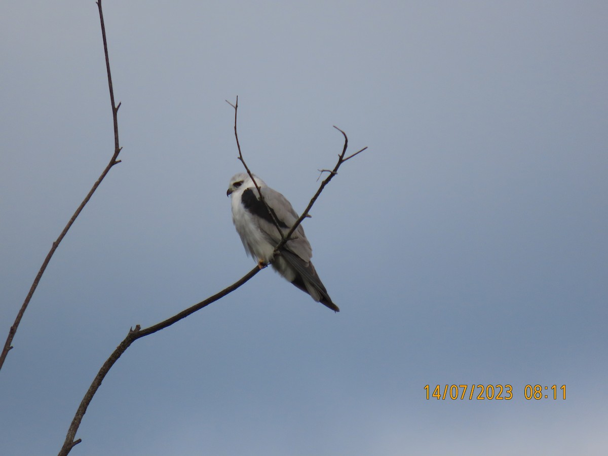 Black-shouldered Kite - ML593830111