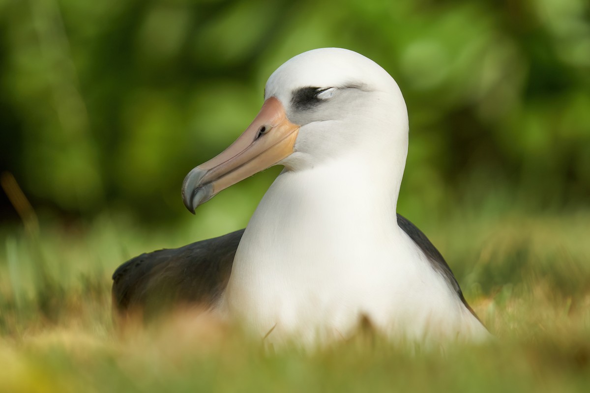 albatros laysanský - ML593830661