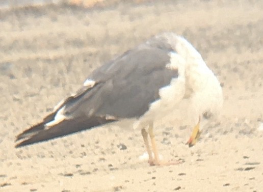 Lesser Black-backed Gull - ML593830731