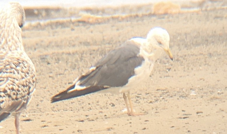 Lesser Black-backed Gull - ML593830741