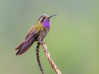  - Amethyst-throated Mountain-gem