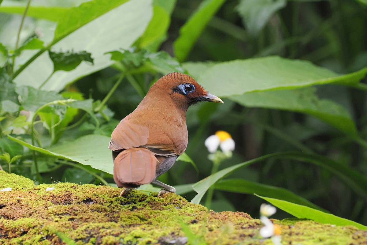 Rusty Laughingthrush - george parker
