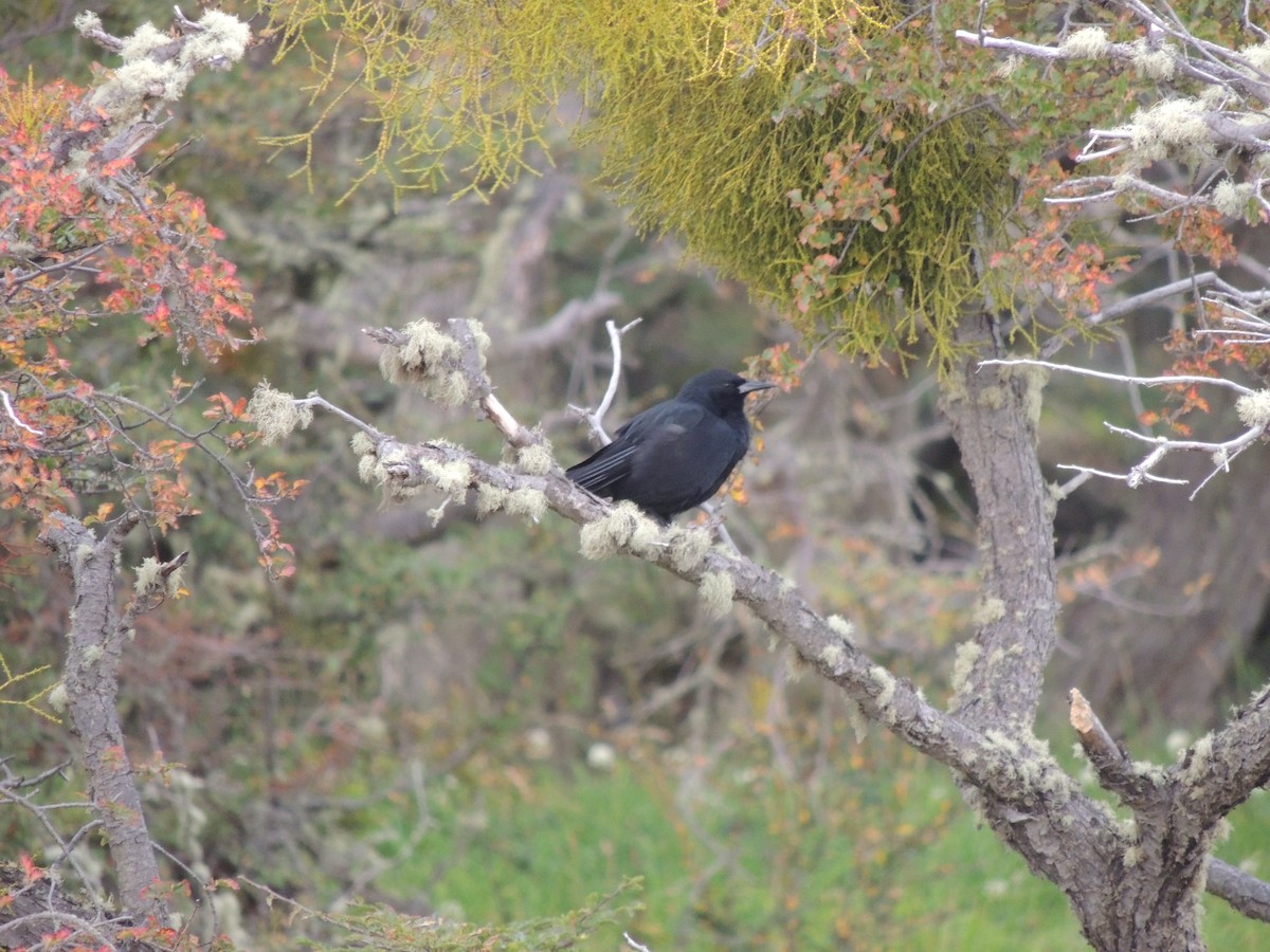 Austral Blackbird - ML593836121