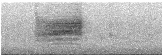 Віреон світлобровий (підвид gilvus) - ML593838051