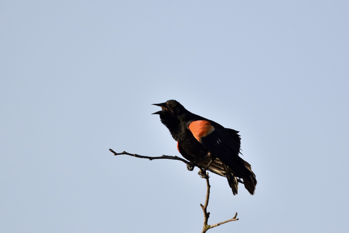 Red-winged Blackbird - Justin Konoff