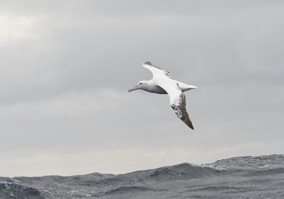 Ebird Checklist 1 Jul 2023 Eaglehawk Neck Pelagic Trip 27 Species 1 Other Taxa 