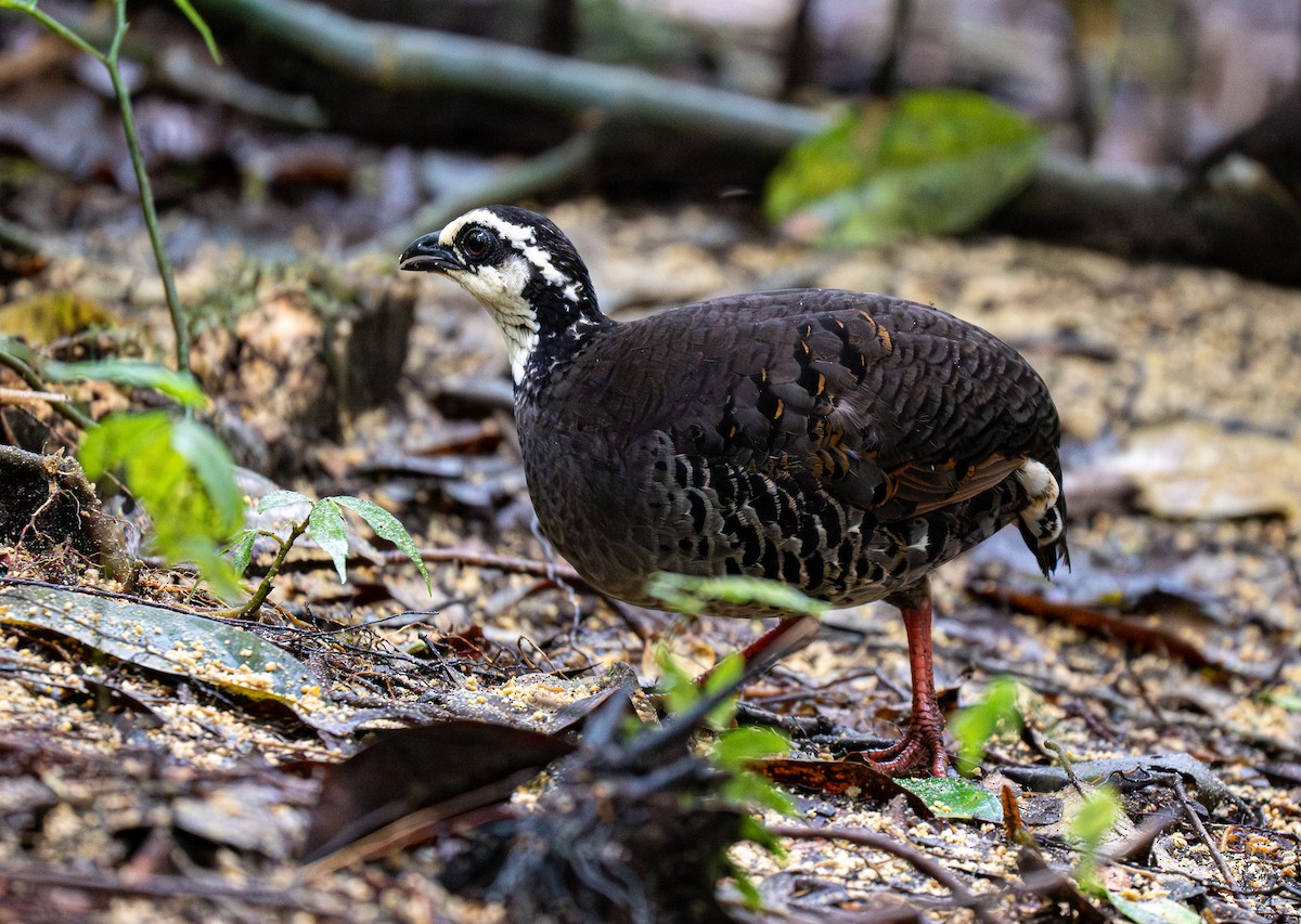 Gray-breasted Partridge - ML593844411