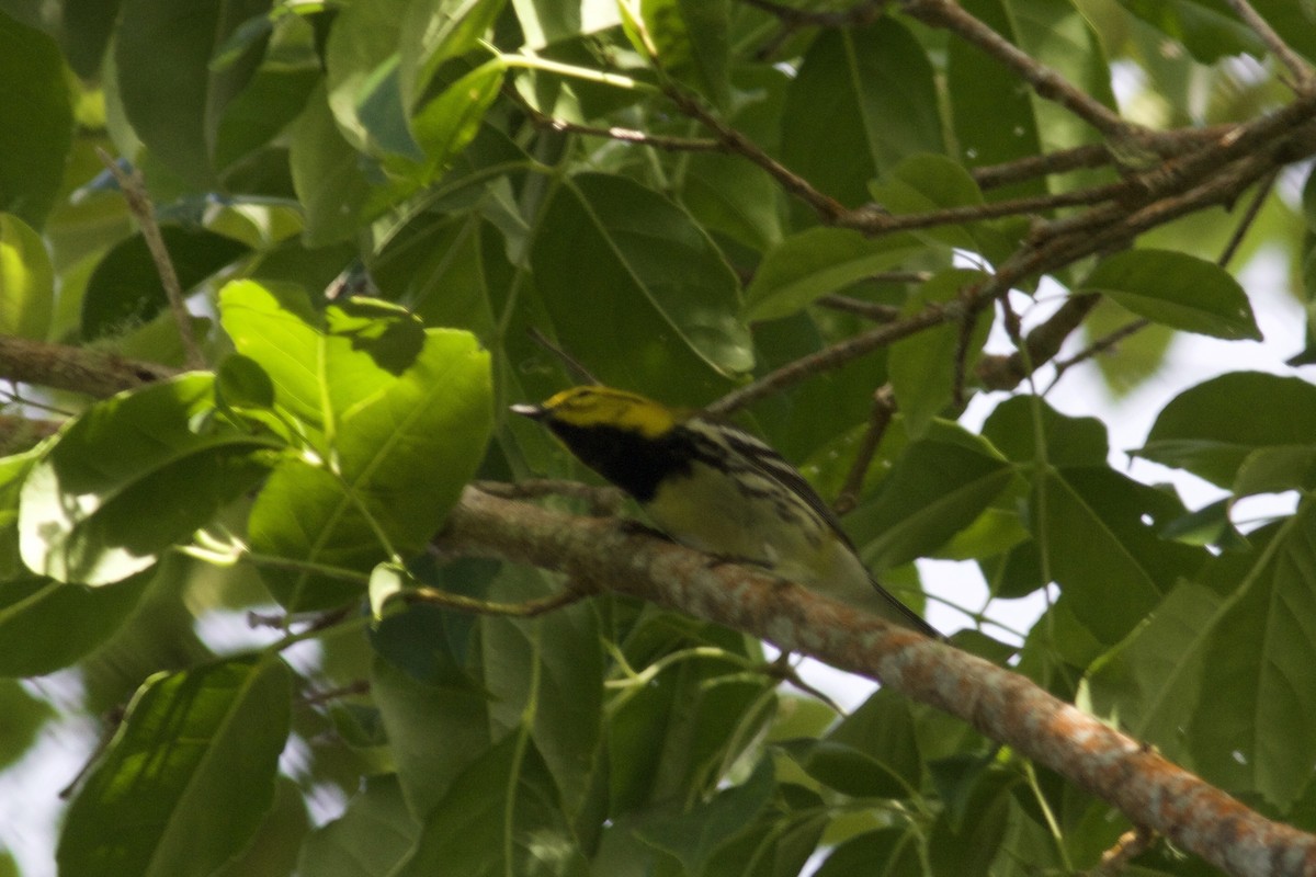 Black-throated Green Warbler - ML59384701