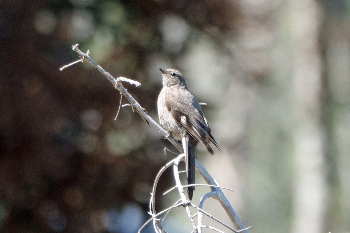 Townsend's Solitaire - ML593847121