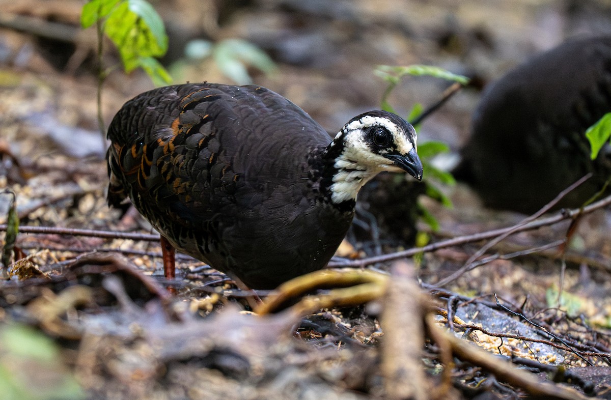 Gray-breasted Partridge - ML593848111