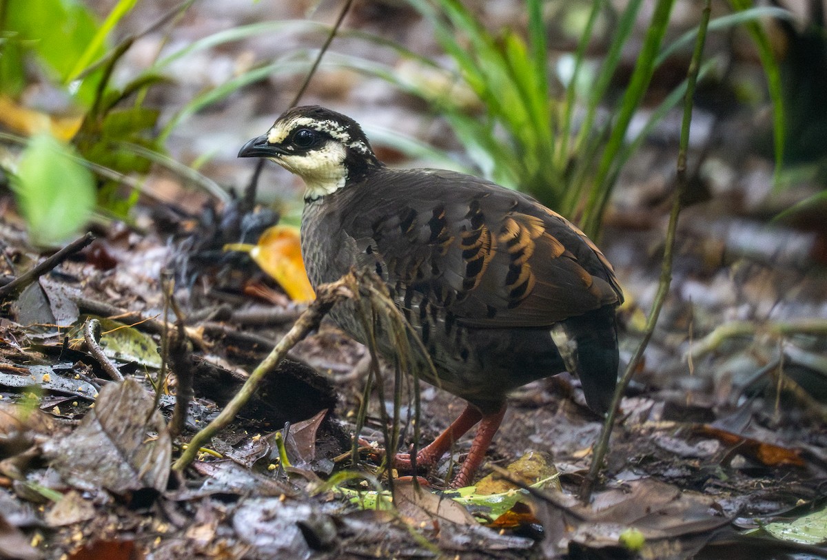 Gray-breasted Partridge - ML593848121