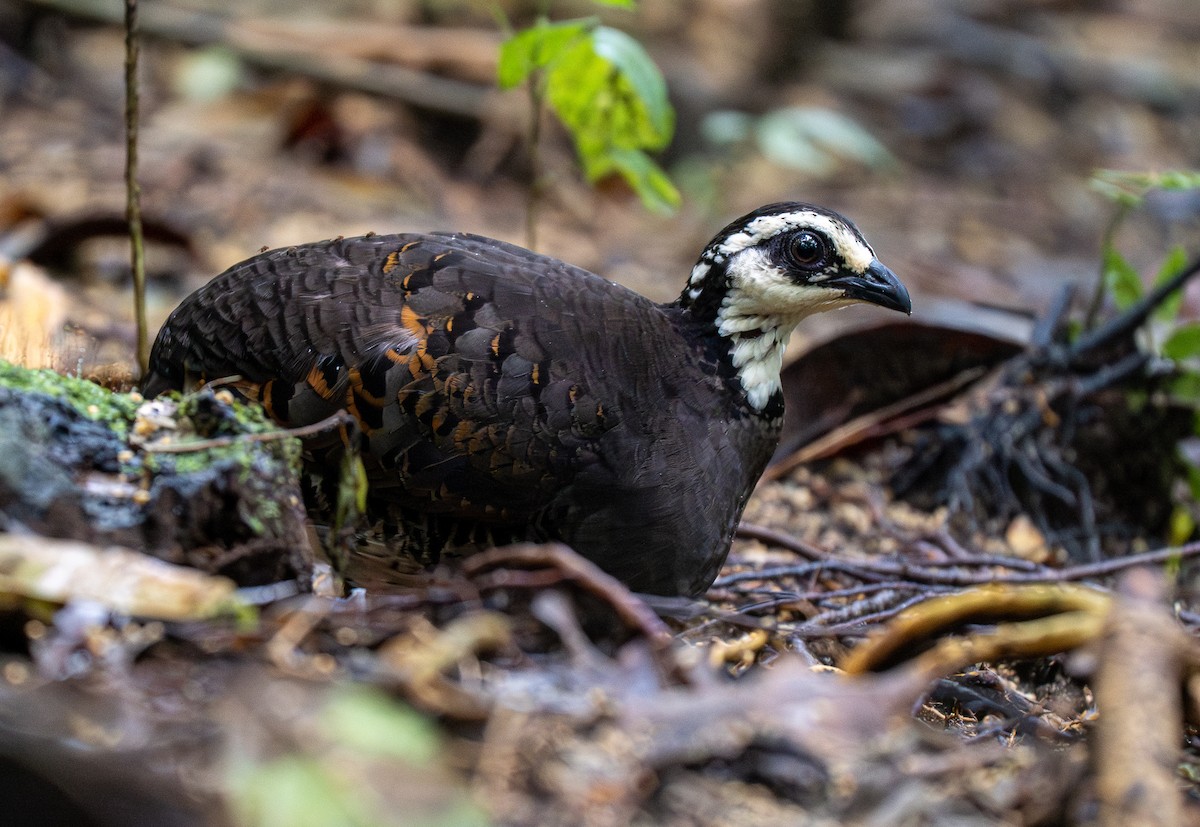 Gray-breasted Partridge - ML593848131