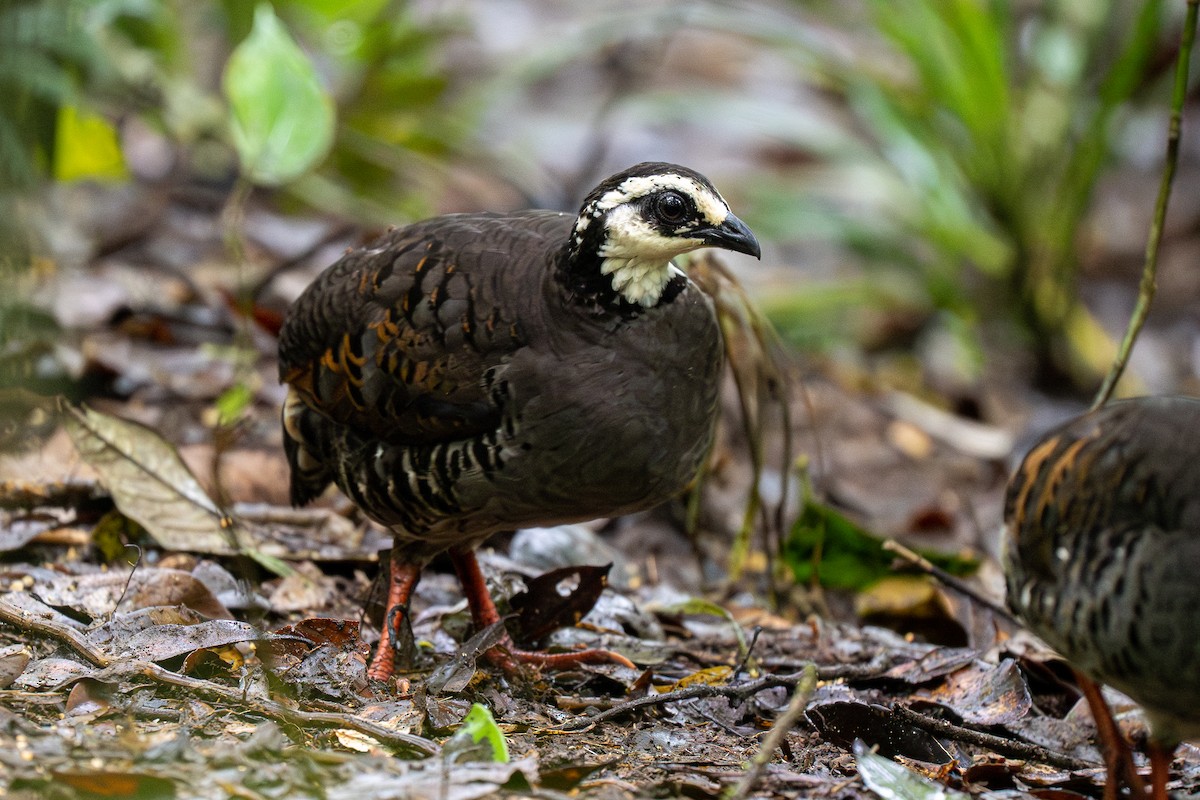 Gray-breasted Partridge - ML593848141