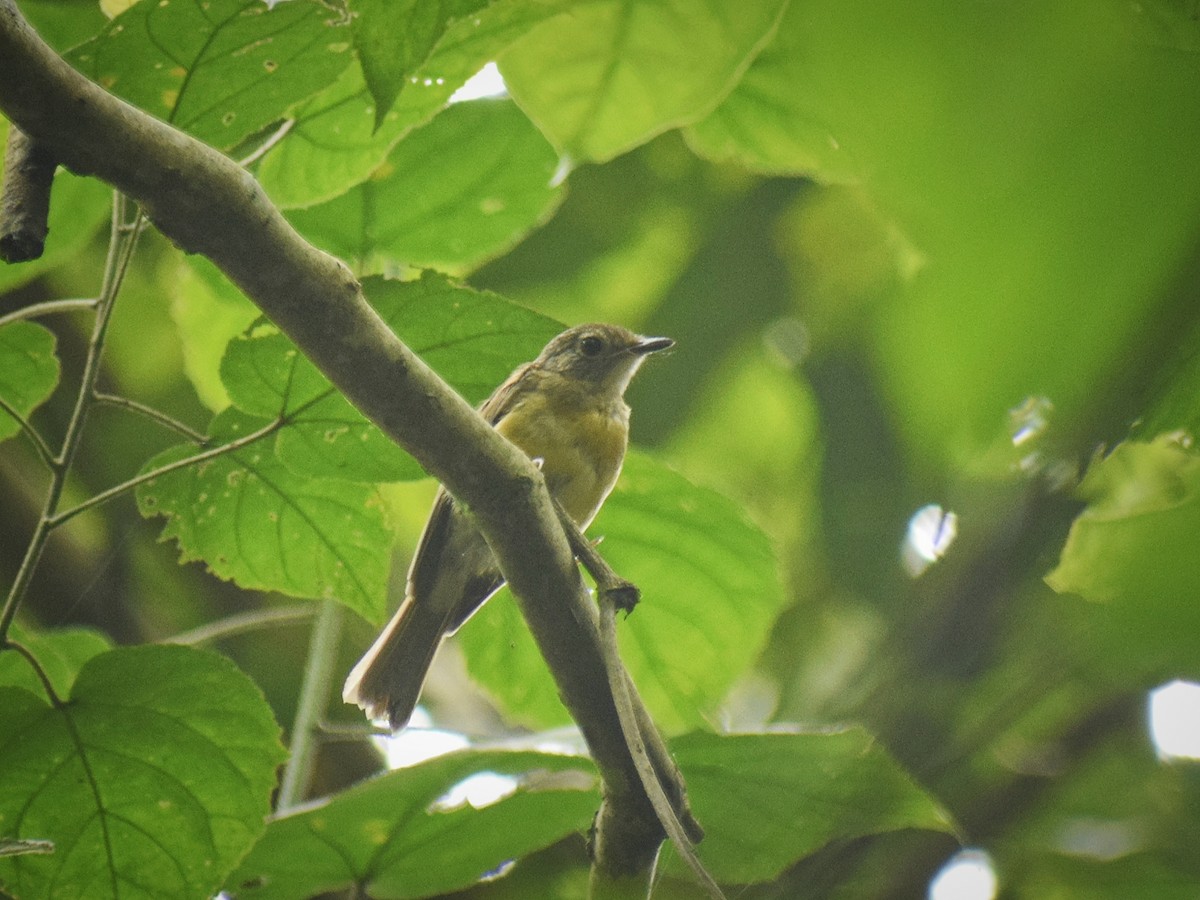 Pale-chinned Flycatcher - ML593854061