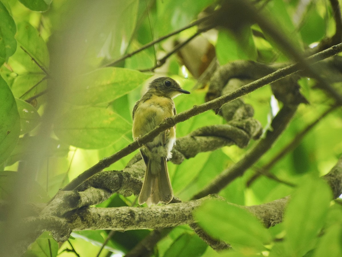 Pale-chinned Flycatcher - ML593854071
