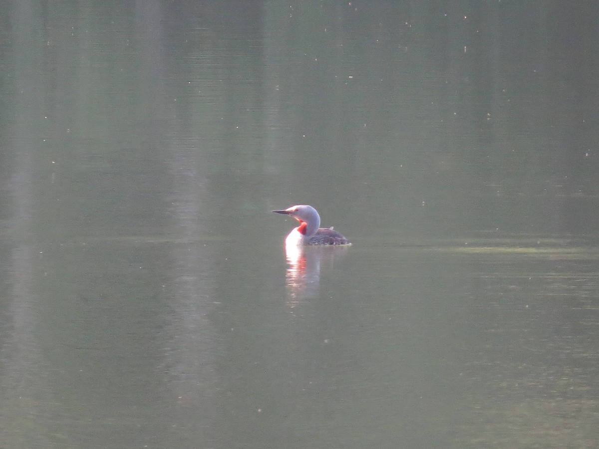 Red-throated Loon - ML593855791