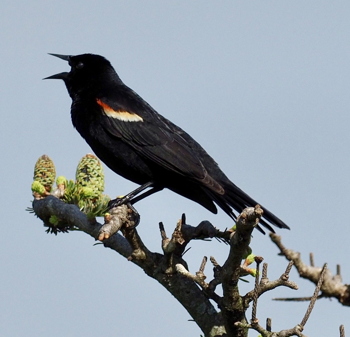 Red-winged Blackbird - John Higgins