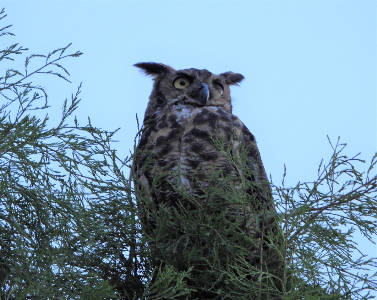 Great Horned Owl - ML593856941