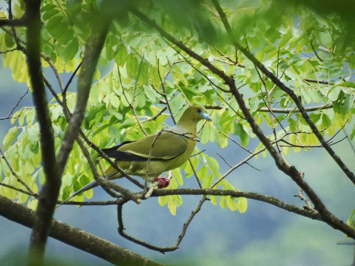 Pin-tailed Green-Pigeon - ML593856981