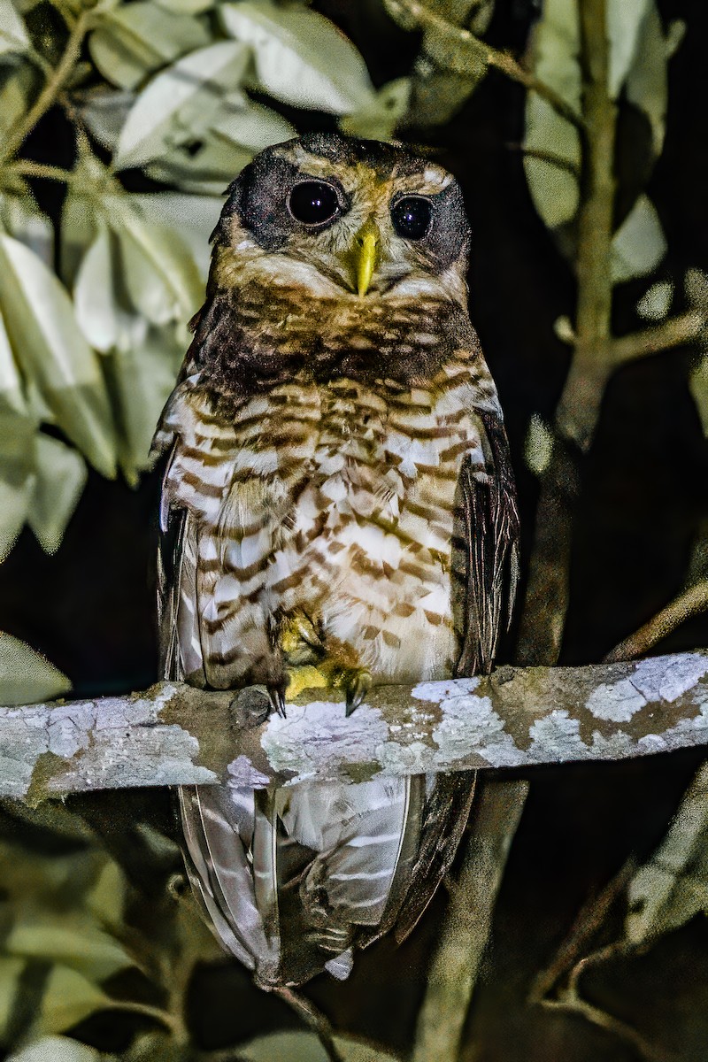 Band-bellied Owl - ML593859551