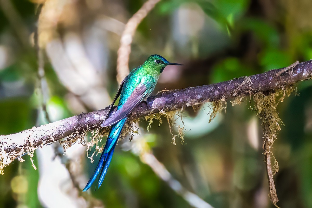Long-tailed Sylph - ML593862501
