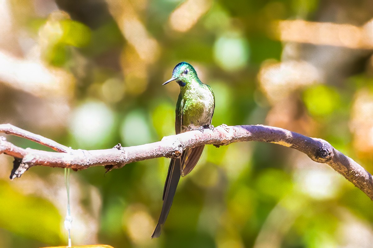 Long-tailed Sylph - ML593862511