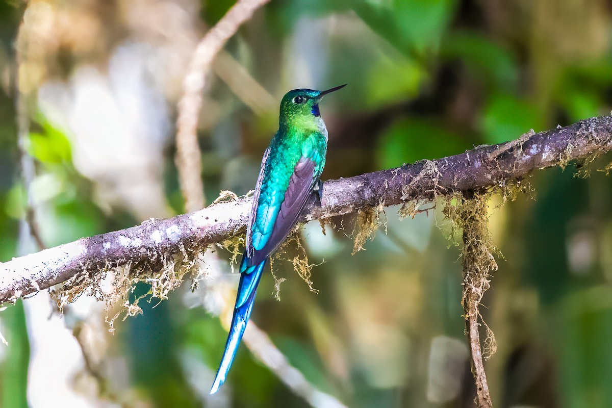 Long-tailed Sylph - ML593862521