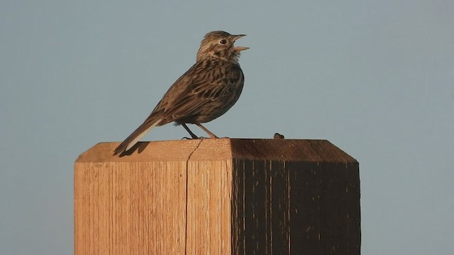 Vesper Sparrow - ML593866701