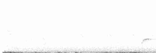 Дрізд-короткодзьоб Cвенсона - ML593867491