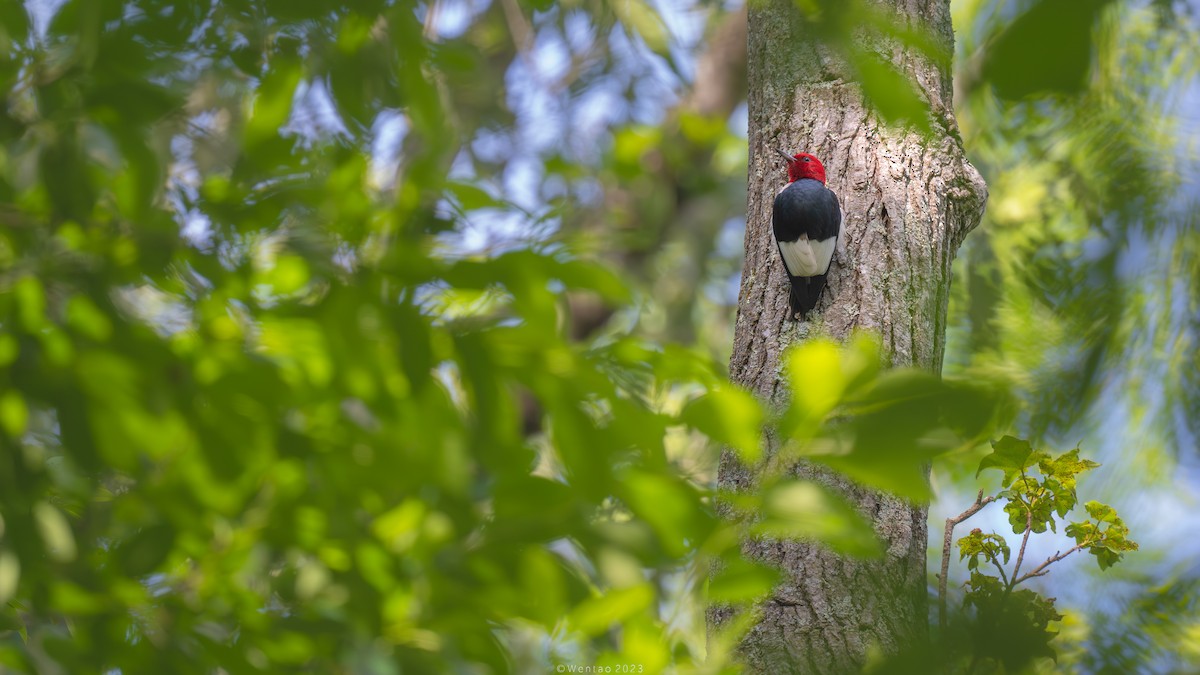 Red-headed Woodpecker - ML593867611