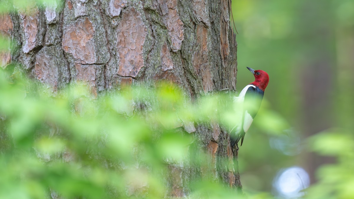 Red-headed Woodpecker - Wentao Yang