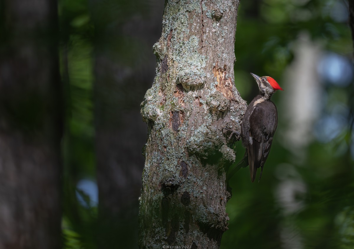 Pileated Woodpecker - ML593867941