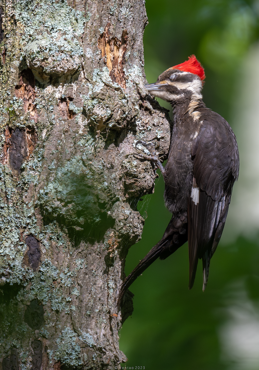 Pileated Woodpecker - ML593868091