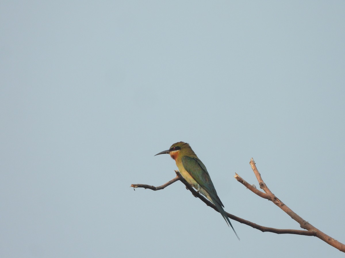 Blue-tailed Bee-eater - ML593873231