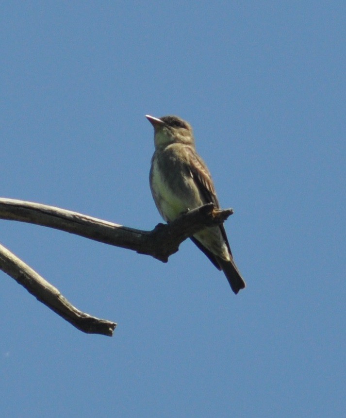 Olive-sided Flycatcher - M.K. McManus-Muldrow