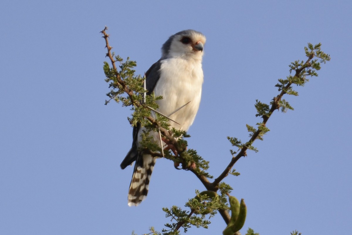 Pygmy Falcon - David Baake